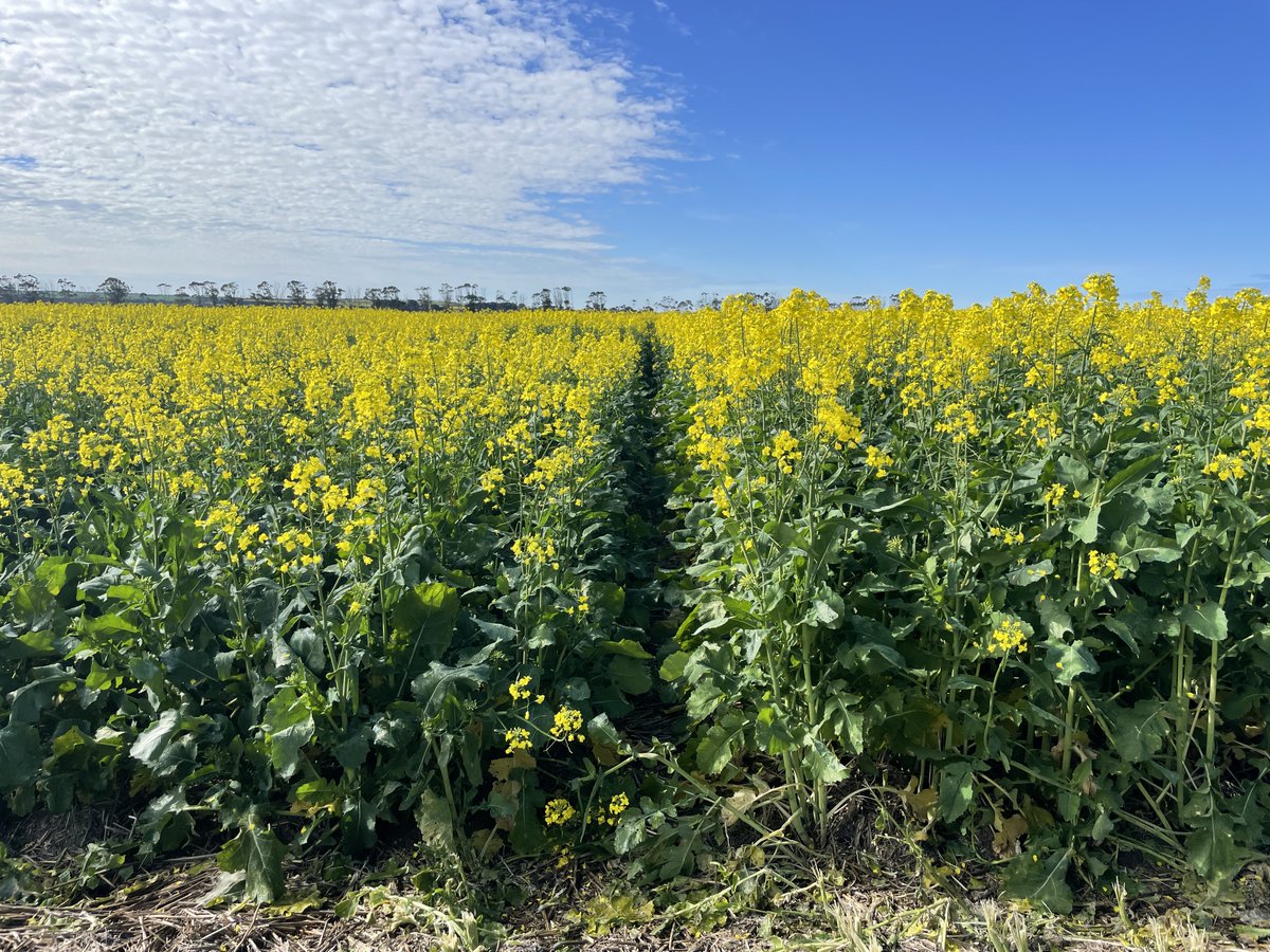 Jeremy Curry tweet media