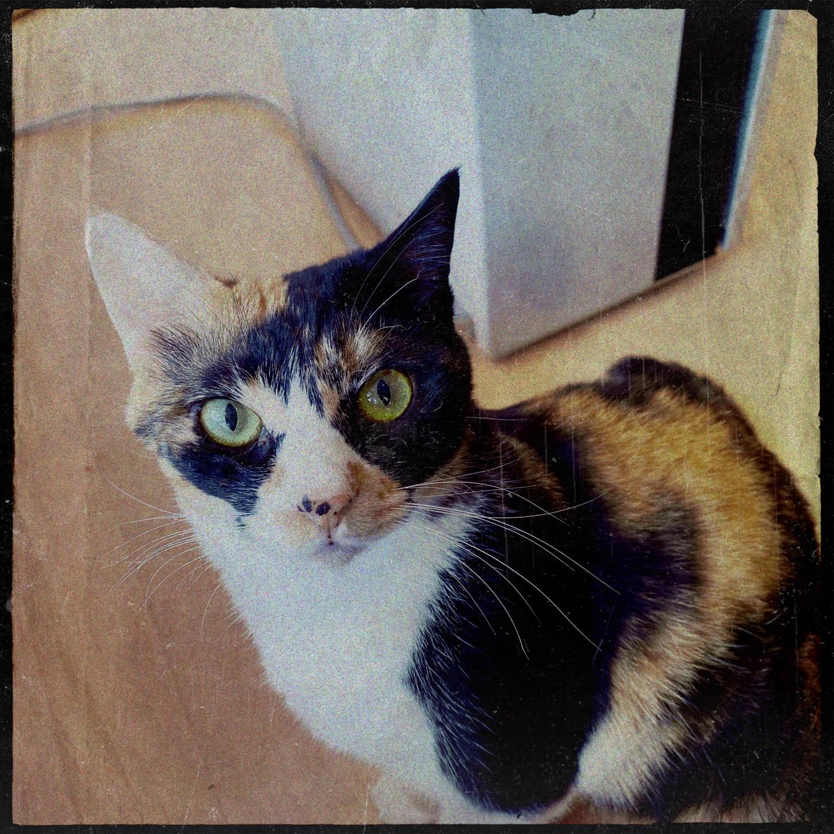 obi_wan_eclipse's tweet photo. The gaze. #猫式 #cat #ShotoniPhone #Hipstamatic #Hagåtña #Hampline https://t.co/j7o34ybYNk