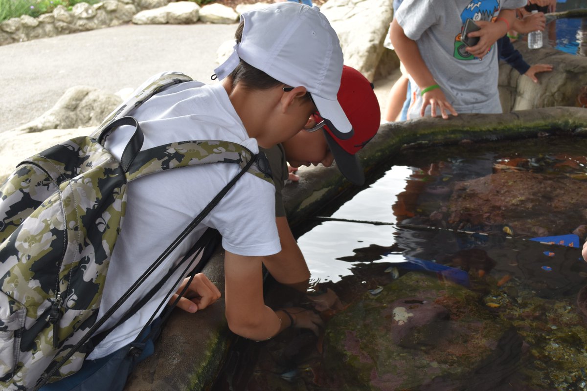 SherborneInter's tweet photo. This week's trip to Sealife Center Weymouth was very popular with the students, who got to get up close with penguins, seals and thousands of tropical sealife. 
@SEALIFEWeymouth #sherborneinternational #studyabroad #summerschools https://t.co/I2uPHfprlV
