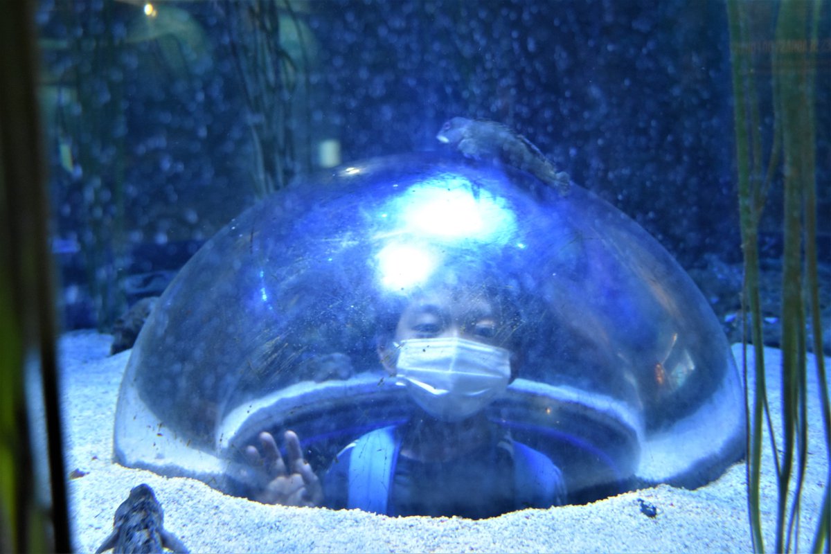 SherborneInter's tweet photo. This week's trip to Sealife Center Weymouth was very popular with the students, who got to get up close with penguins, seals and thousands of tropical sealife. 
@SEALIFEWeymouth #sherborneinternational #studyabroad #summerschools https://t.co/I2uPHfprlV