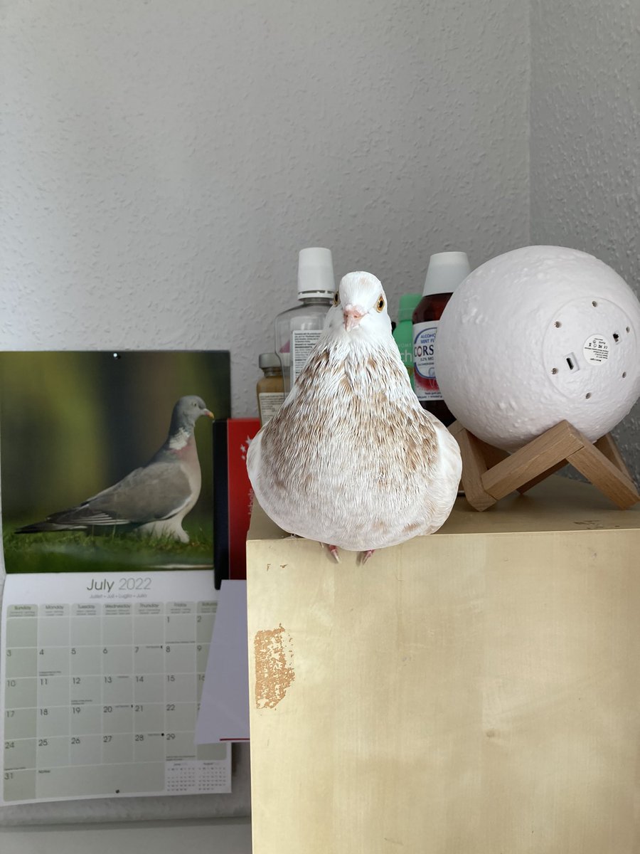 breaks2go's tweet image. We were delighted to have the lovely Pippa doing a shift at the office the other day. What a beautiful girl she is. 😊@PhilippaPigeon