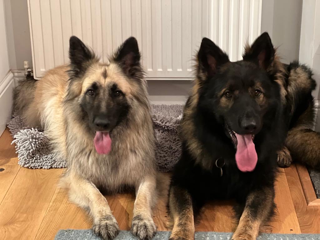 DC_Police Dogs ( Puppy Development Program) tweet media