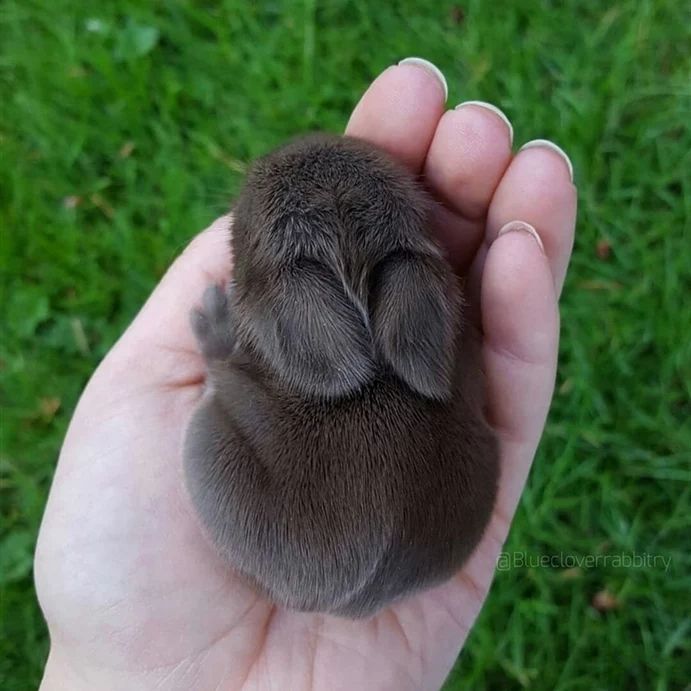 rabbit_heaven22's tweet photo. Wow😍
#rabbit #rabbits https://t.co/p37ilnDqGI