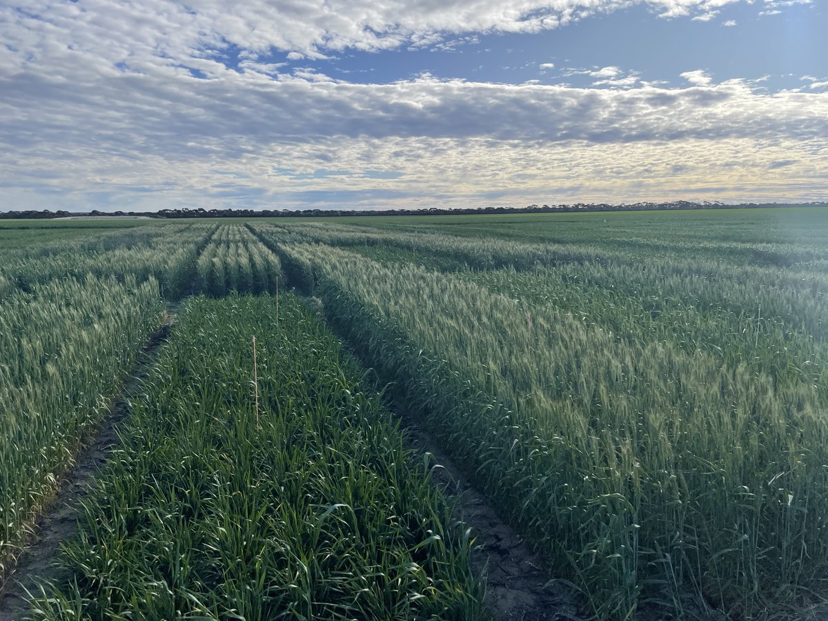 Jeremy Curry tweet media