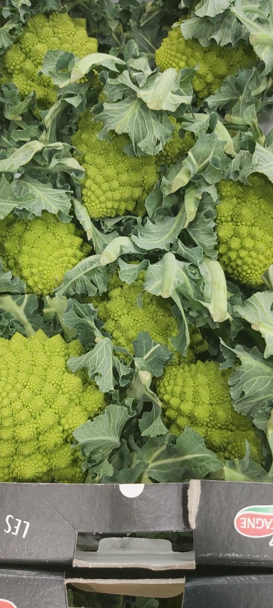 The ALIEN is here 👍🏻Look how beautiful the fantastic Romanesco looks.

Have you ever used the leaves ?????