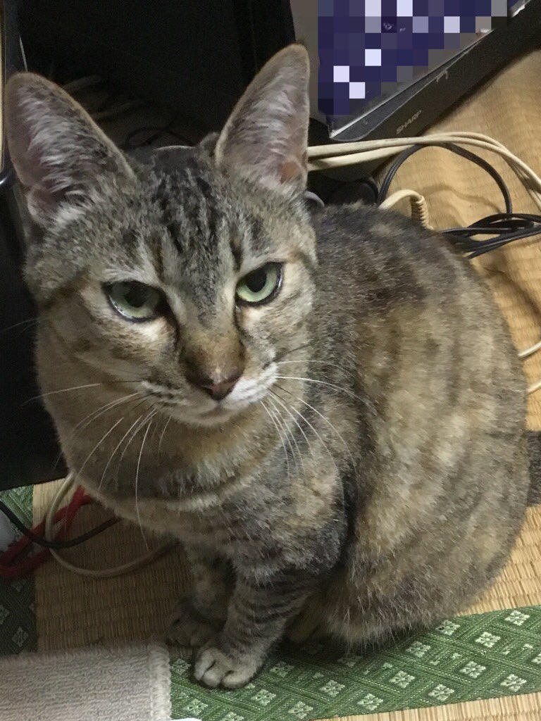 タグ キジトラ の注目ツイート メガとんトラック