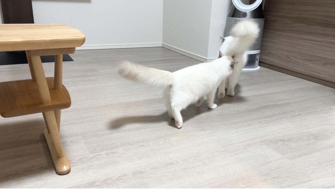 Rag_dooooll's tweet photo. 相方のうんちが気になって仕方ない子猫。一緒に砂かけをして最後はお尻の匂いチェックまでしてましたw https://t.co/7a7gIZqYd0