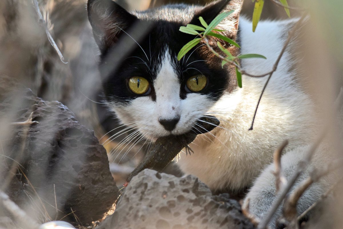 “El gato es un depredador que ha llevado a la extinción a muchas especies en islas de todo el mundo” <a href="/AnnaTraveset/">Anna Traveset</a> <a href="/Cambio2100/">Cambio Global IMEDEA</a> <a href="/IMEDEA_UIB_CSIC/">IMEDEA (UIB-CSIC)</a> vía <a href="/ana_iglsias/">Ana Iglesias Mialaret</a> <a href="/CSIC/">CSIC</a> <a href="/FundacionBBVA/">Fundación BBVA</a>

🔗csic.es/es/actualidad-…

#islandlife