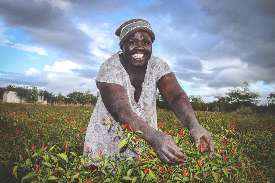 CAREZimbabwe's tweet photo. Meet some of the members of Twananani Nutrition Garden, supported by @ZRBFZIM #ECRAS project led by CARE International, who increased their 💸income through 🌶️chili production. Each month, each of the 45 members in this garden is now realizing an average of $150 from chili sales. https://t.co/GeX7beyUnk