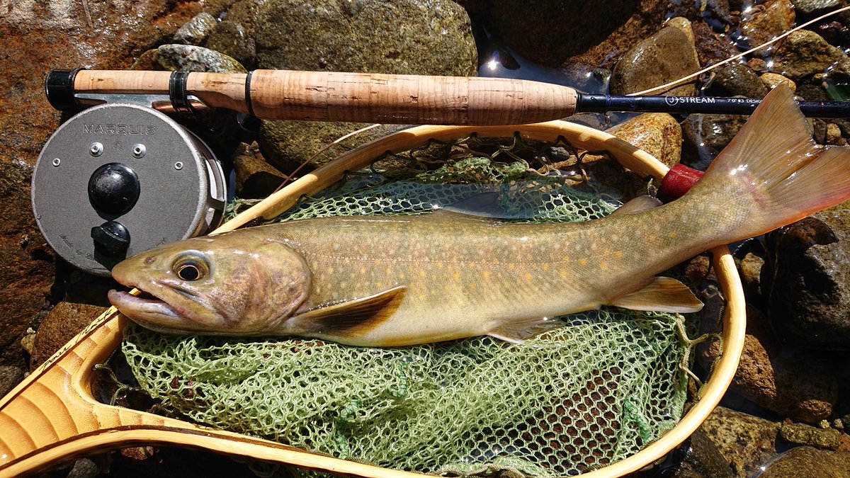 二釣行連続の尺岩魚。
出来過ぎの今シーズン、川と魚に感謝。