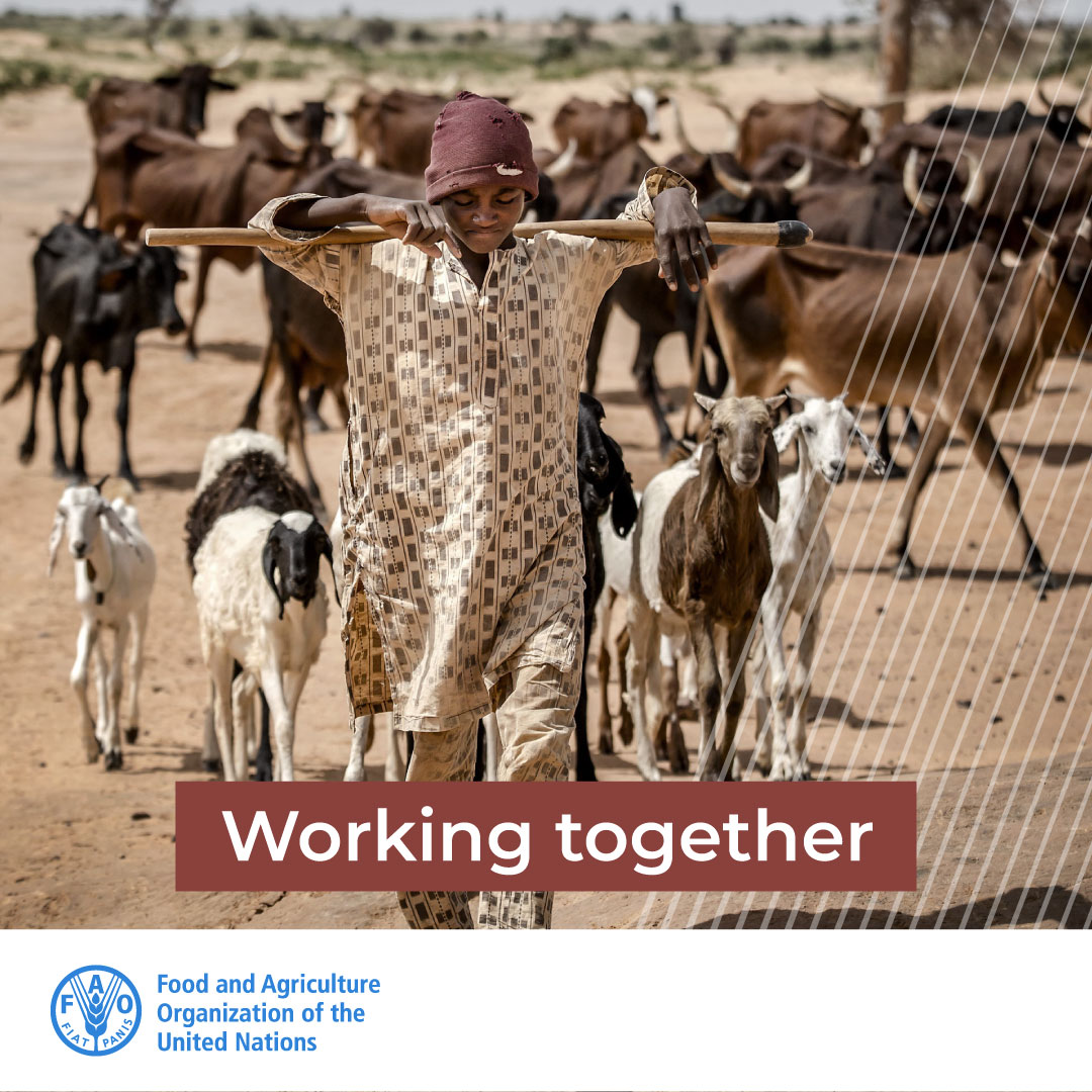 Fostering Public-Private partnerships in Sub-Saharan Africa for #PestedesPetitsRuminant (PPR)

🤝Linking private &amp; public sectors working on PPR control &amp; prevention will help improve the availability &amp; delivery of vaccines to communities.

🐐🐑 More: bit.ly/3S5zh4r