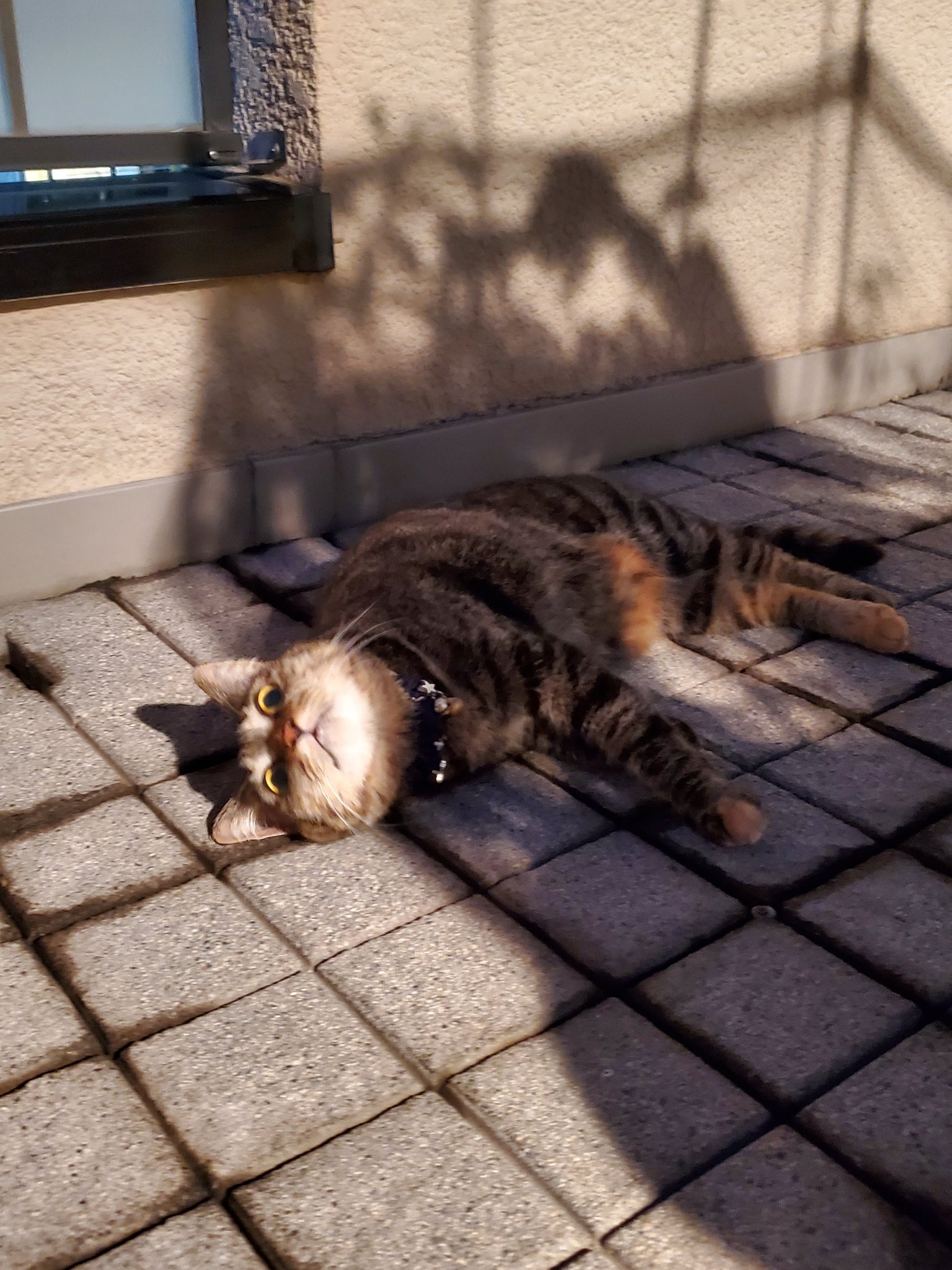 とらこしゃん ぬいぐるみ じゃないよね マンガみたいな顔だﾆｬ 猫 Cat にゃんこ ぬこ 元野良猫 とらこ キジトラ猫 かわいい猫 リツイートお願いします ベランダ 猫のいる暮らし 猫好きさんと繋がりたい T Co Kxmneqxmaq Twitter