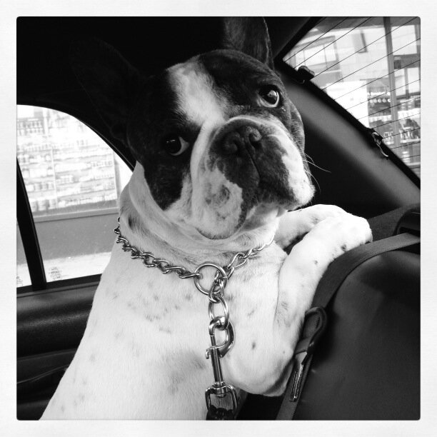 tW1sted_dWg1rl's tweet photo. I know it's Friday, time to hug my fav from far away...but today I'd really #wish to hug you in person @DonnieWahlberg!π
I'm so sorry for your loss, dear!π’
#Lumpy will never be forgotten, always stay in our hearts!
Sending much #Love to you!β€
#RIPLumpy ππ½πβ€πΎπ
We love you! https://t.co/SyCrYeCurl