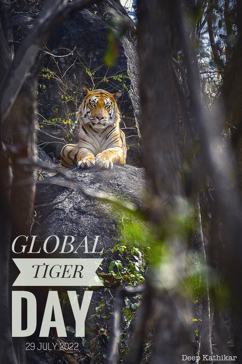 Happy International #Tiger Day . . . #tigerday #savethetiger #nature ⁦@WWF_tigers⁩ ⁦@RandeepHooda⁩ ⁦@Riteishd⁩ ⁦@geneliad⁩ ⁦@atulkasbekar⁩ ⁦@TOI_Nagpur⁩ ⁦@moefcc⁩ ⁦@DEFCCOfficial⁩ ⁦@MahaForest⁩ ⁦@mptfs⁩