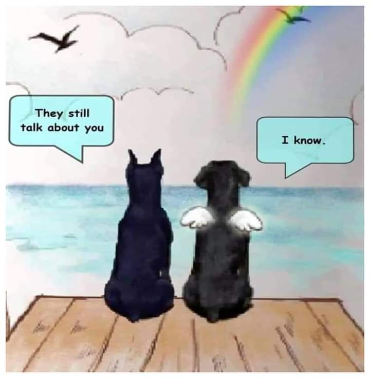 anttshant's tweet photo. That's my #Boozi & #Jill 🐾💔
Lost both of my #dogs 6 months apart
#dogsoftwitter
#DogsOnTwitter
#mayutalks💫 https://t.co/agfiVRfUlI
