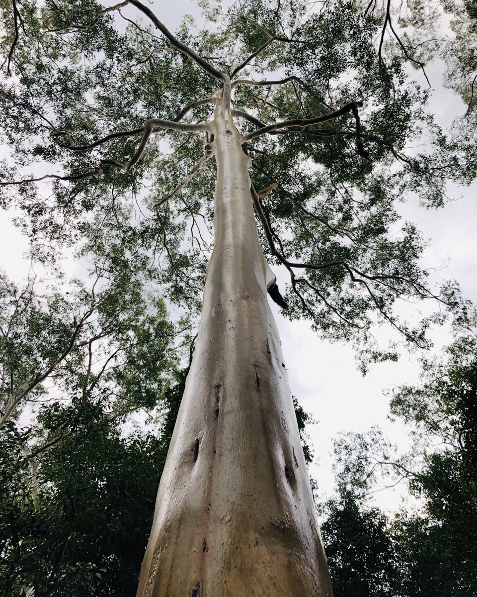 This Sunday is #NationalTreeDay 🌱🌲🌱 To celebrate, why not plant a tree at home or find an event near you to get involved - treeday.planetark.org/find-a-site/ 📷: Eucalypt (K. Cameron)
