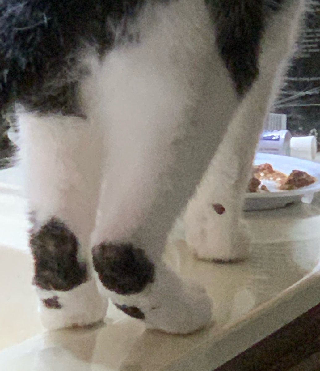 Mama caughts the markings on the backs of my legs while I was eatin’. How intrusive!!! We gots to talk, Lady! 🐈‍⬛🐾🥰 #AdoptDontShop #cat #feline #CatsOnTwitter #CatsOfTwitter #kitty #pets #SweetCreature