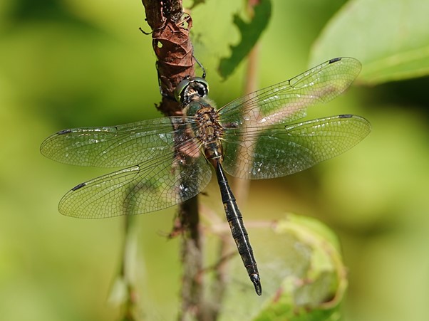 Currently seeing some nice dragonflies in Finland: Dark Whiteface (Leucorrhinia albifrons), Green Snaketail (Ophiogomphus cecilia), Lilypad Whiteface (Leucorrhinia caudalis) & Yellow-spotted Emerald (Somatochlora flavomaculata).