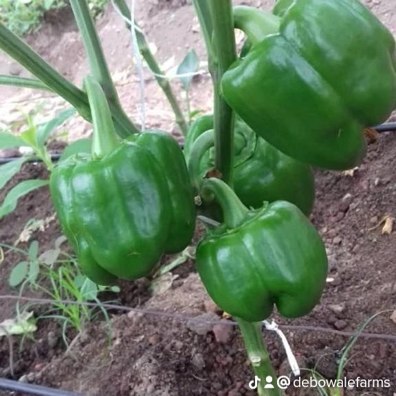 debowale_farms's tweet photo. Good morning 🌍;These peppers rings a bell 🫑
#soillessfarming #debowalesoillessfarming #africanfarmer #debowalevegetablefarm #bicconcept #greenhousefarming #screenhousefarming #soilfarming #Nigerianfarmer #Ogunstatefarmer https://t.co/0xkNgykIdF