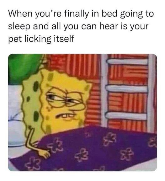 SigSauer07's tweet photo. Yes and/or when he’s attempting to lick me 😑🙄 #WhatGives #JustGoToSleep https://t.co/wVj23X1rb8