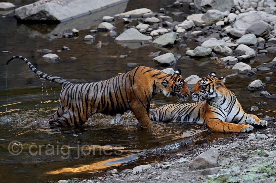 CraigJones17's tweet photo. Today is #GlobalTigerDay celebrated across the world in recognition of the animal regularly voted the public’s favourite.The Tiger is endangered and under threat of extinction from habitat destruction &amp; poaching. We must do more to save them
#globaltigerday2022 @B_Strawbridge https://t.co/Gr2swJLBR9