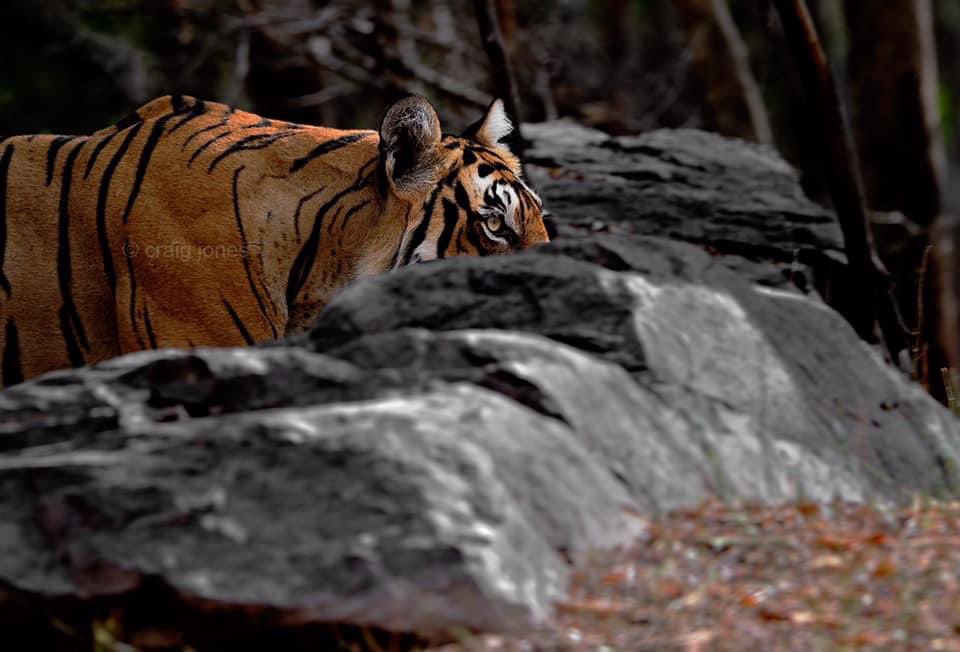 CraigJones17's tweet photo. Today is #GlobalTigerDay celebrated across the world in recognition of the animal regularly voted the public’s favourite.The Tiger is endangered and under threat of extinction from habitat destruction &amp; poaching. We must do more to save them
#globaltigerday2022 @B_Strawbridge https://t.co/Gr2swJLBR9