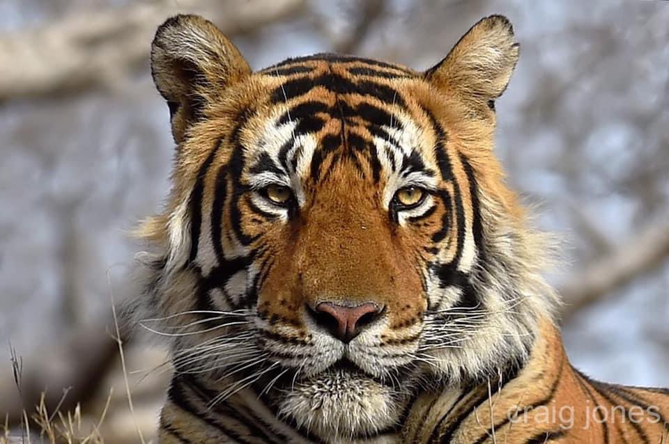CraigJones17's tweet photo. Today is #GlobalTigerDay celebrated across the world in recognition of the animal regularly voted the public’s favourite.The Tiger is endangered and under threat of extinction from habitat destruction &amp; poaching. We must do more to save them
#globaltigerday2022 @B_Strawbridge https://t.co/Gr2swJLBR9