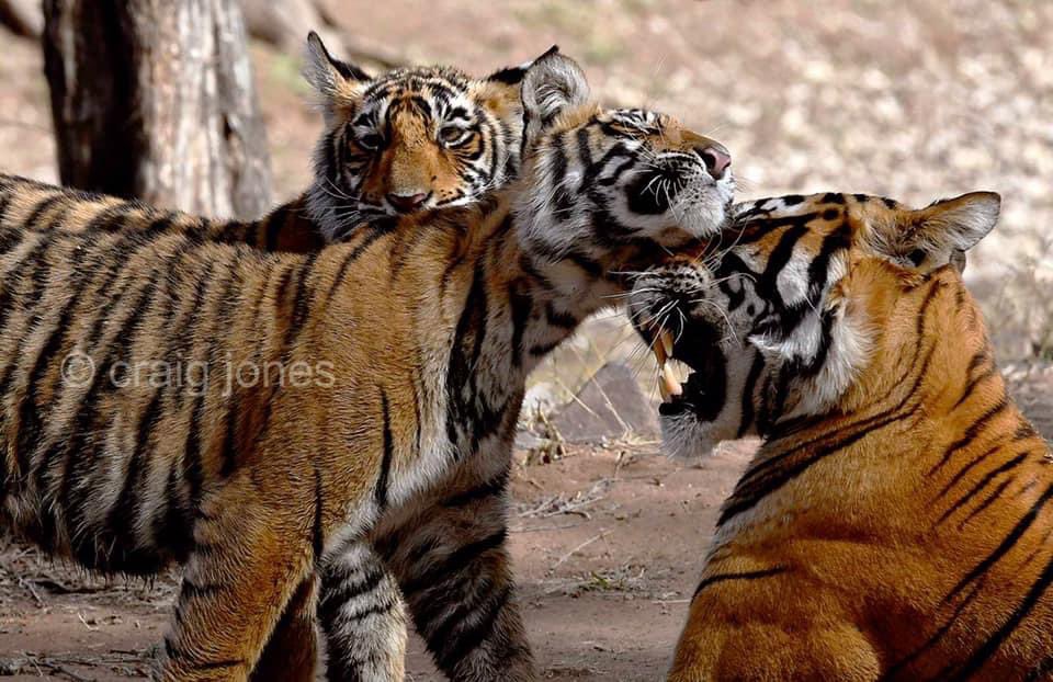 CraigJones17's tweet photo. Today is #GlobalTigerDay celebrated across the world in recognition of the animal regularly voted the public’s favourite.The Tiger is endangered and under threat of extinction from habitat destruction &amp; poaching. We must do more to save them
#globaltigerday2022 @B_Strawbridge https://t.co/Gr2swJLBR9