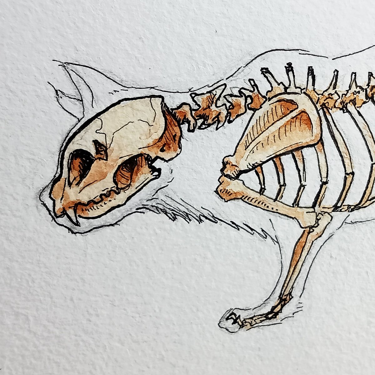 #cat #skeleton #scientificillustration