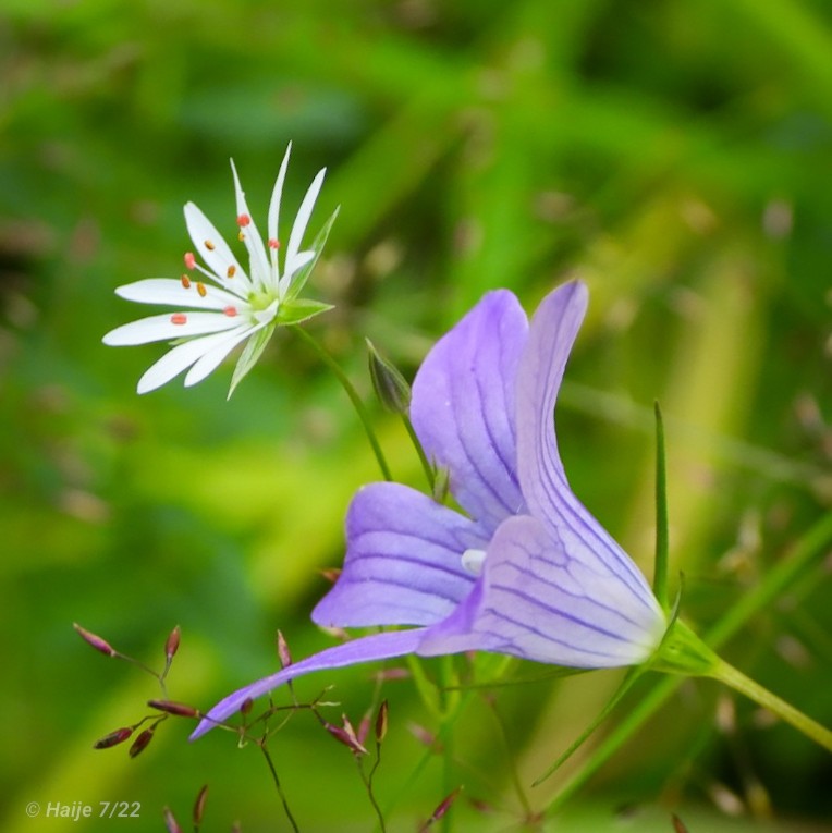 Herkkyyttä 💜#kissankello 
#metsätähtimö 
#bluebell 
#campanularotundifolia
#meadowstarwort 
#stellarialongifolia 
#niittykukkia 
#meadowflowers