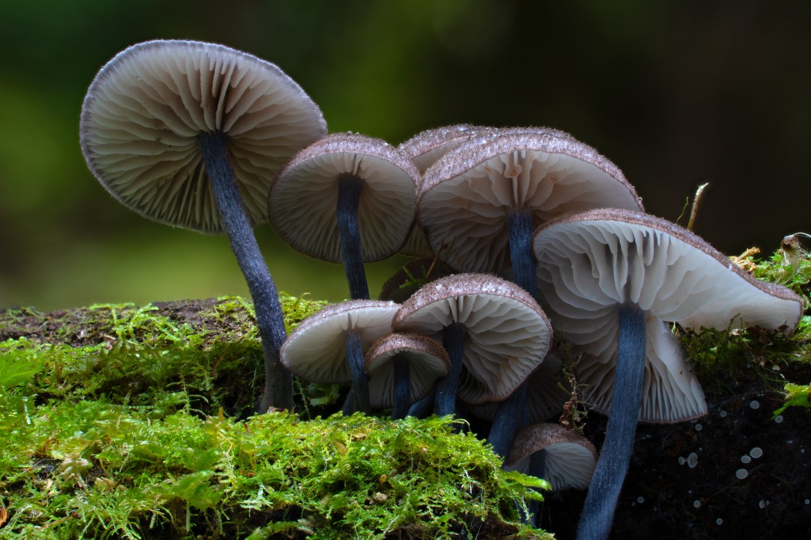 environmentinst's tweet photo. Dr @jasmin_packer discusses #eurekaprize finalist Fungimap Inc &amp; the amazing world of fungi on @abcadelaide 

▶️  Begins @ 1:31:42 

🎧  https://t.co/EVVFkz0ddm

📸 : Catherine Marciniak

@MRLandscapeSA  @UniofAdelaide @RBG_Victoria @UofA_SET 

#citizenscience #threatenedspecies https://t.co/lcWq3LzmEh