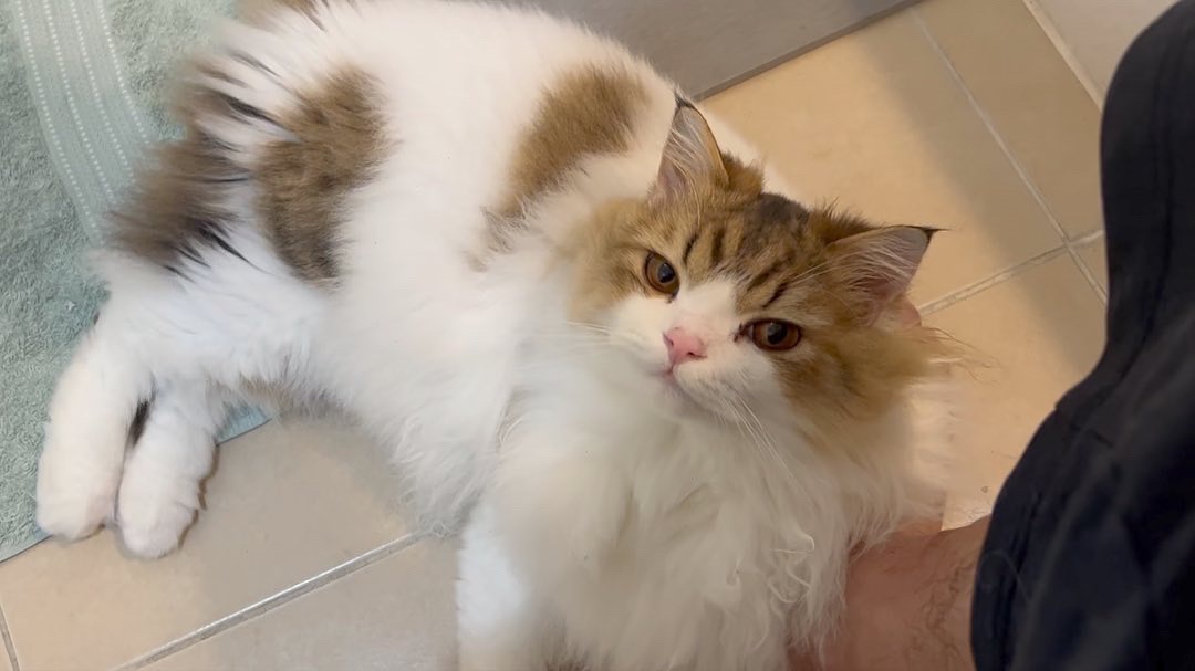 Korota_diary's tweet photo. 毎朝トイレについてくる愛猫 笑
#猫 #猫トイレ #猫ルーティン #cat #catroutine https://t.co/TDPdUMAYcI