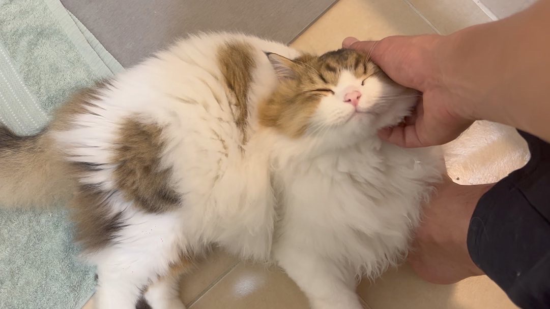 Korota_diary's tweet photo. 毎朝トイレについてくる愛猫 笑
#猫 #猫トイレ #猫ルーティン #cat #catroutine https://t.co/TDPdUMAYcI