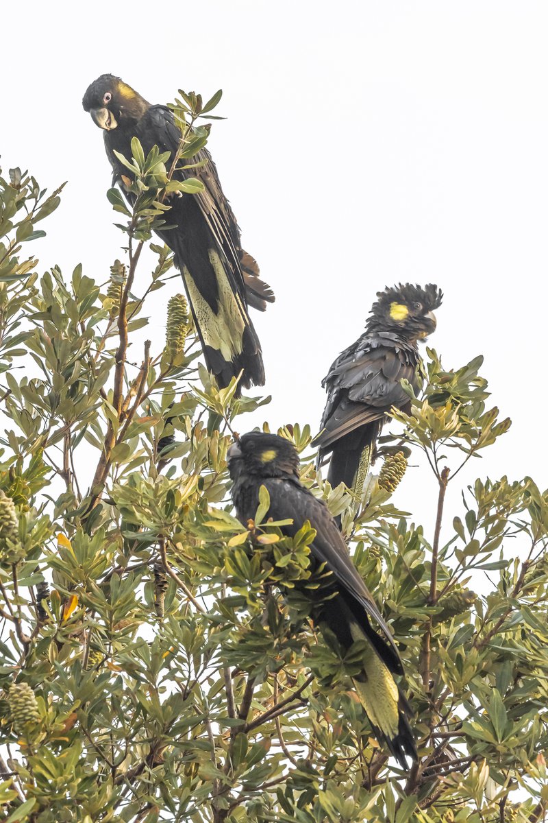 Beak-a-boo! Look who we spotted hanging out in Thomas Street Reserve yesterday - a tribe of yellow-tailed black cockatoos.

Let us know if you catch a glimpse of those golden cheeks and beautiful yellow tail feathers around Bayside.

#BirdWatchingBayside 🦜