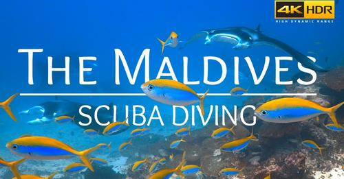 EmperorDivers tweet media