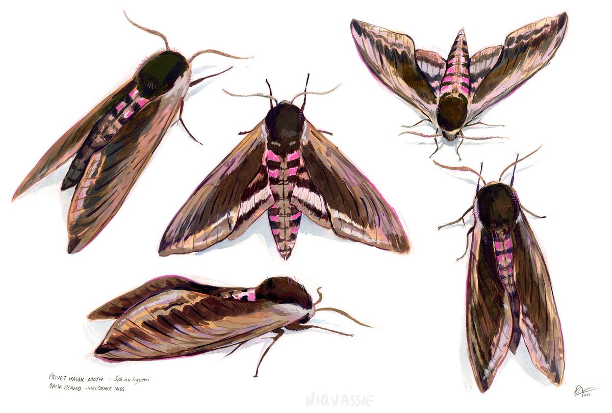 Gouache studies of a privet hawk I met at @LDV_NNR ✨ 
#NationalMothWeek