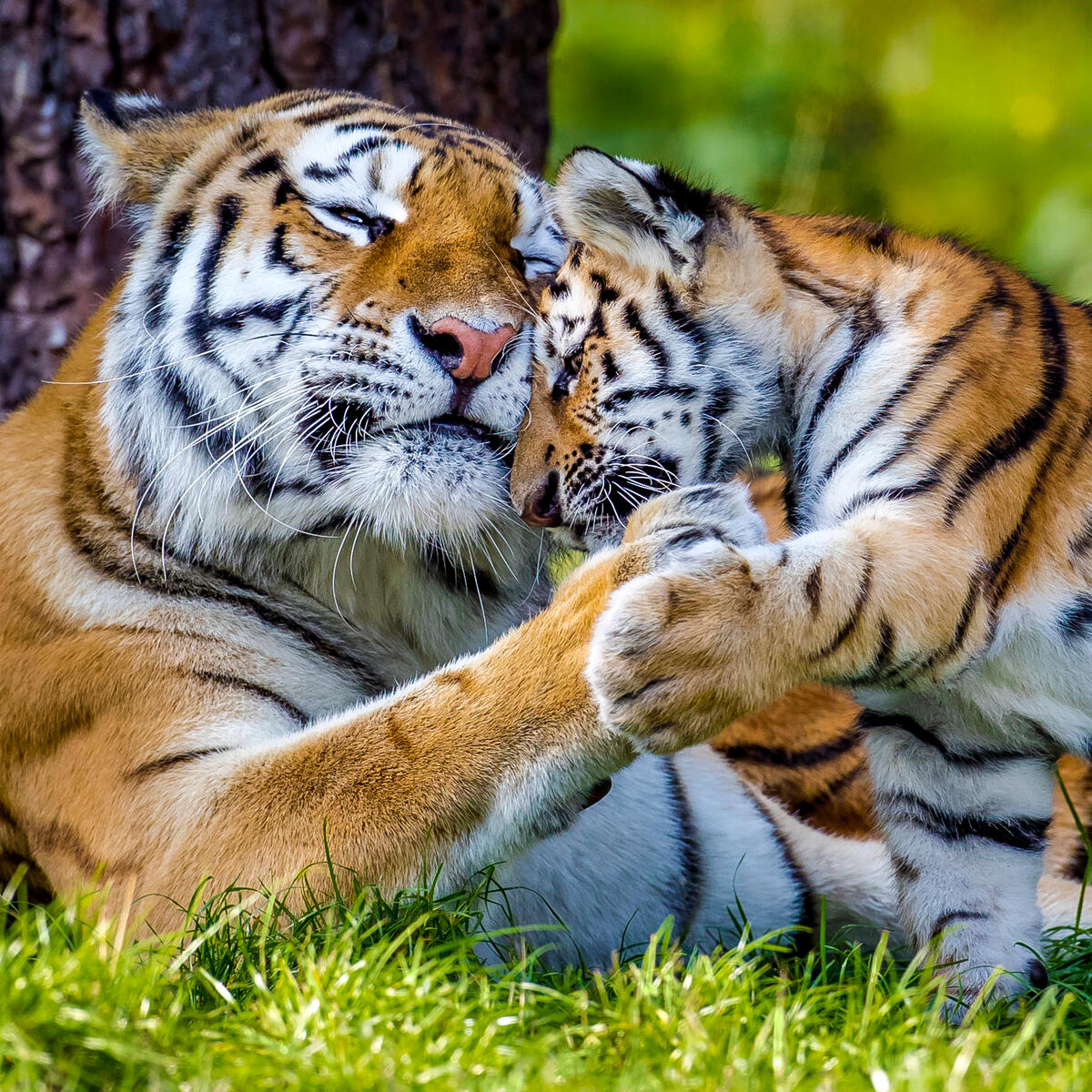 WWFespana's tweet photo. Hoy es el #DíaDelTigre 🐅

En el último siglo, el ser humano ha sido responsable de la desaparición de un 97% de la población de tigres del mundo 😥 https://t.co/N0WL0zSfgh