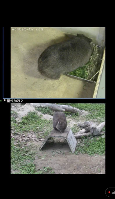 えっっっっ台に乗ってる!!
可愛…可愛…泣 