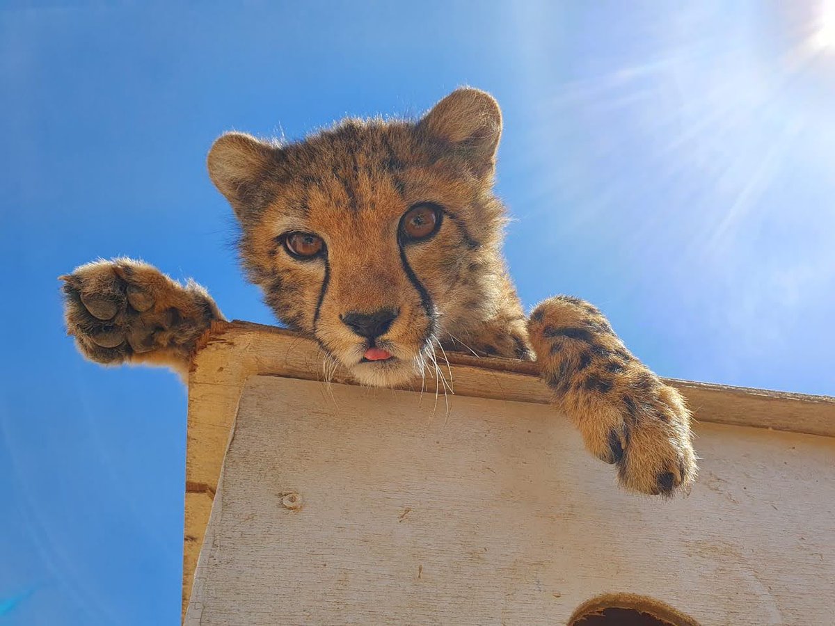 [1/6] Hello #DICECON22! I’m a MSc Conservation student focusing on #wildlifetrade. I am interested in the illegal cheetah trade, and I am currently testing Footprint Identification Technology (FIT) with the Northeast African #cheetah (Acinonyx jubatus soemmeringii)🐾

#SpsMon1