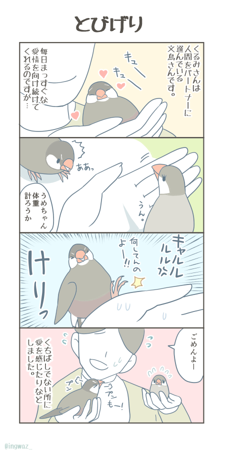 とびげり。

#Buncho #javasparrow #文鳥 