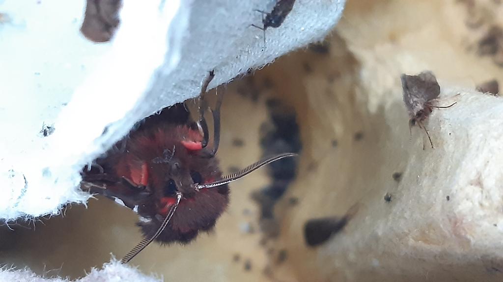VGudauskyte's tweet photo. Moth trapping at Forsinard Flows with @ninasayswhat. Attracted many beautiful moths, and one unexpected visitor! https://t.co/zUp0Tx1QxP
