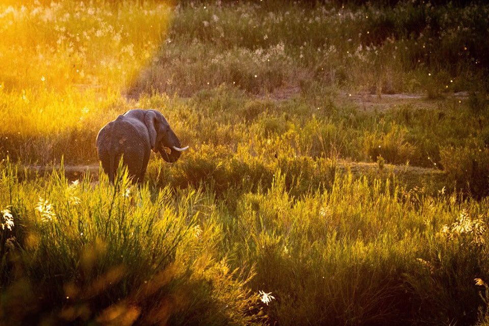 Those Friday feelings 🐘⬆️