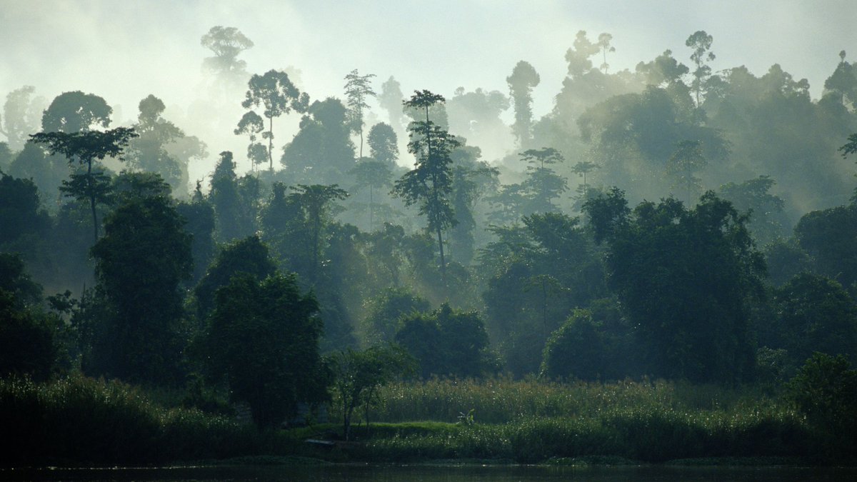 1/6 I'm working with my supervisor <a href="/mattstruebig/">Matthew Struebig</a> and @m_ddlvoigt to highlight how forest dependent species in Borneo have been affected by #deforestation and which might require reclassification on the <a href="/IUCNRedList/">IUCN Red List</a>. 
#DICECON22 #Landsea2