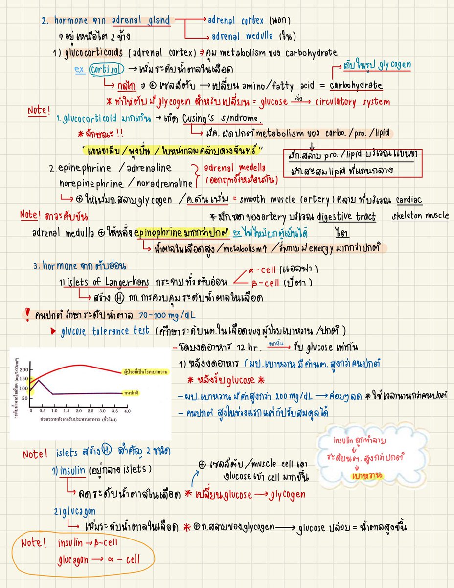 grimmiexstudyy_'s tweet photo. สรุป endocrine system  #studywithgimgim #dek66
 (Base on สไลด์ของรร.ค่ะ) https://t.co/BFTbkVVcpd