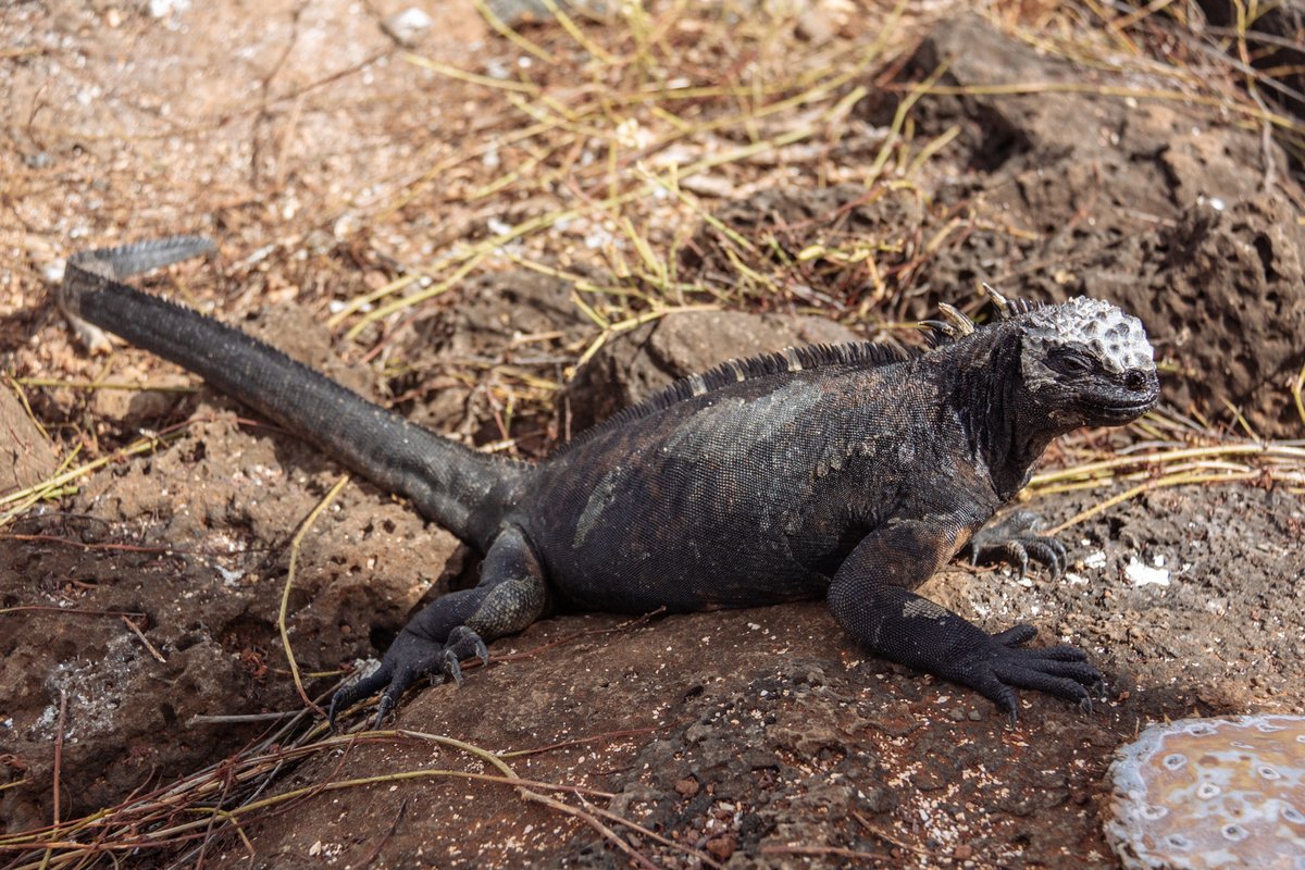 bmwfoundation's tweet image. Our Climate &amp;amp; #Biodiversity Leadership program comprised a series of gatherings to reflect on how #responsibleleadership can contribute to developing a regenerative future for Galápagos &amp;amp; other ecosystems critical to maintaining the planetary balance.

#GlobalGoals #2030agenda