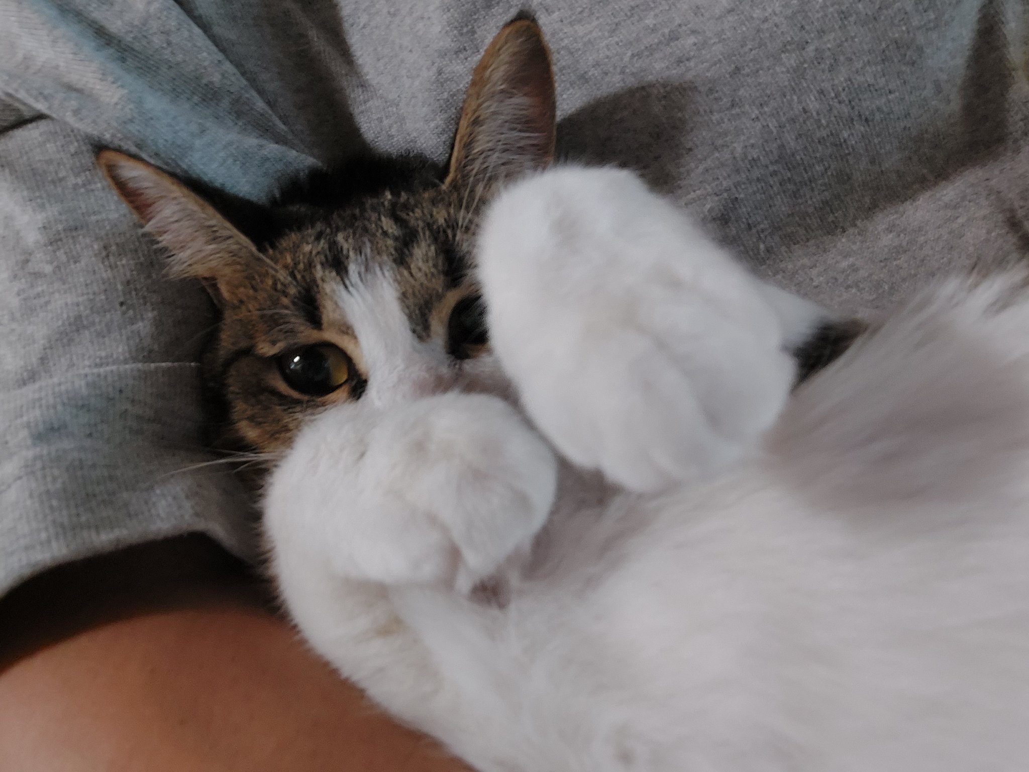 たまにゃんmeow 猫とキャンプと車中泊 Riloveblue ট ইট র