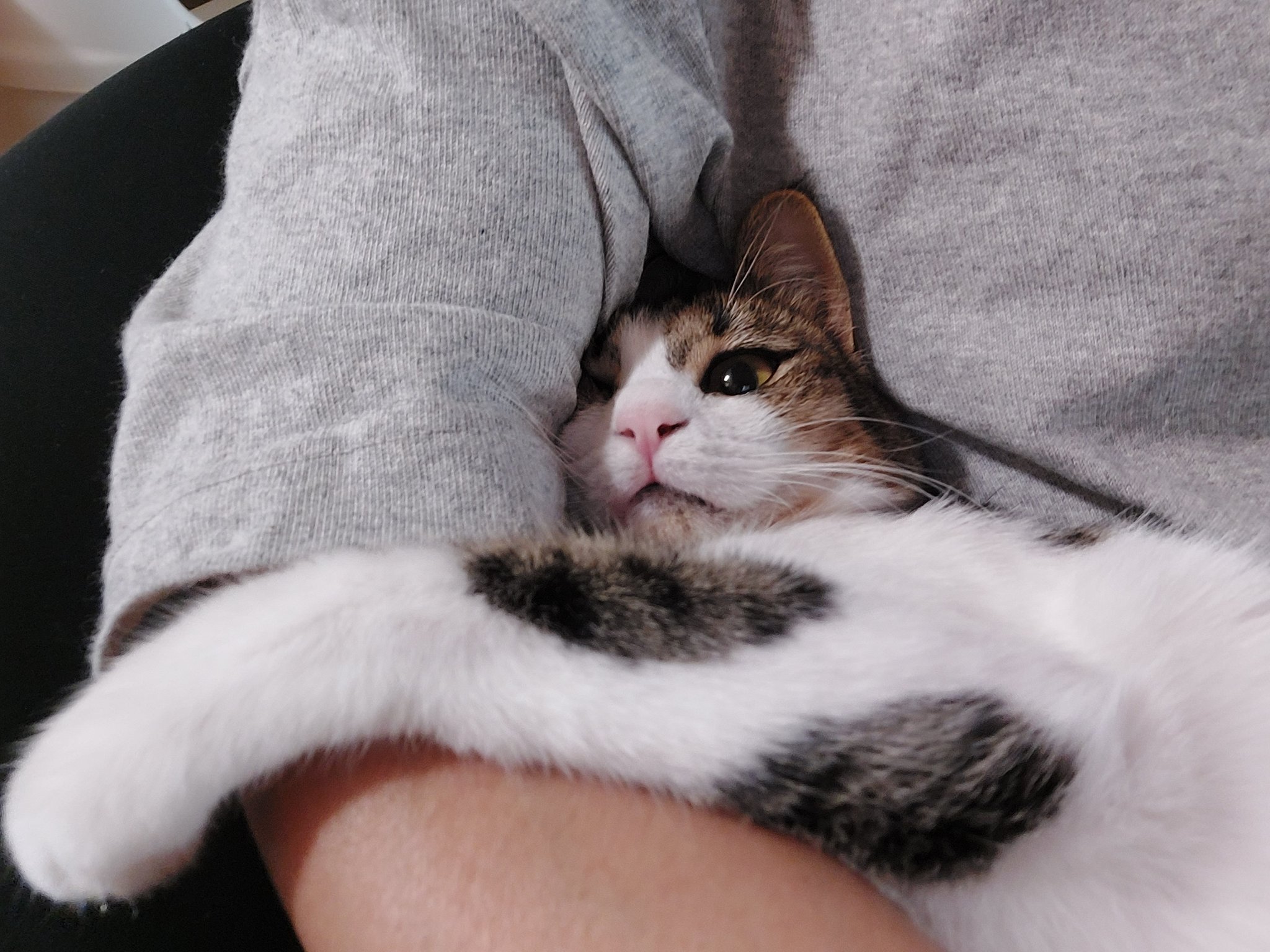 たまにゃんmeow 猫とキャンプと車中泊 Riloveblue ট ইট র