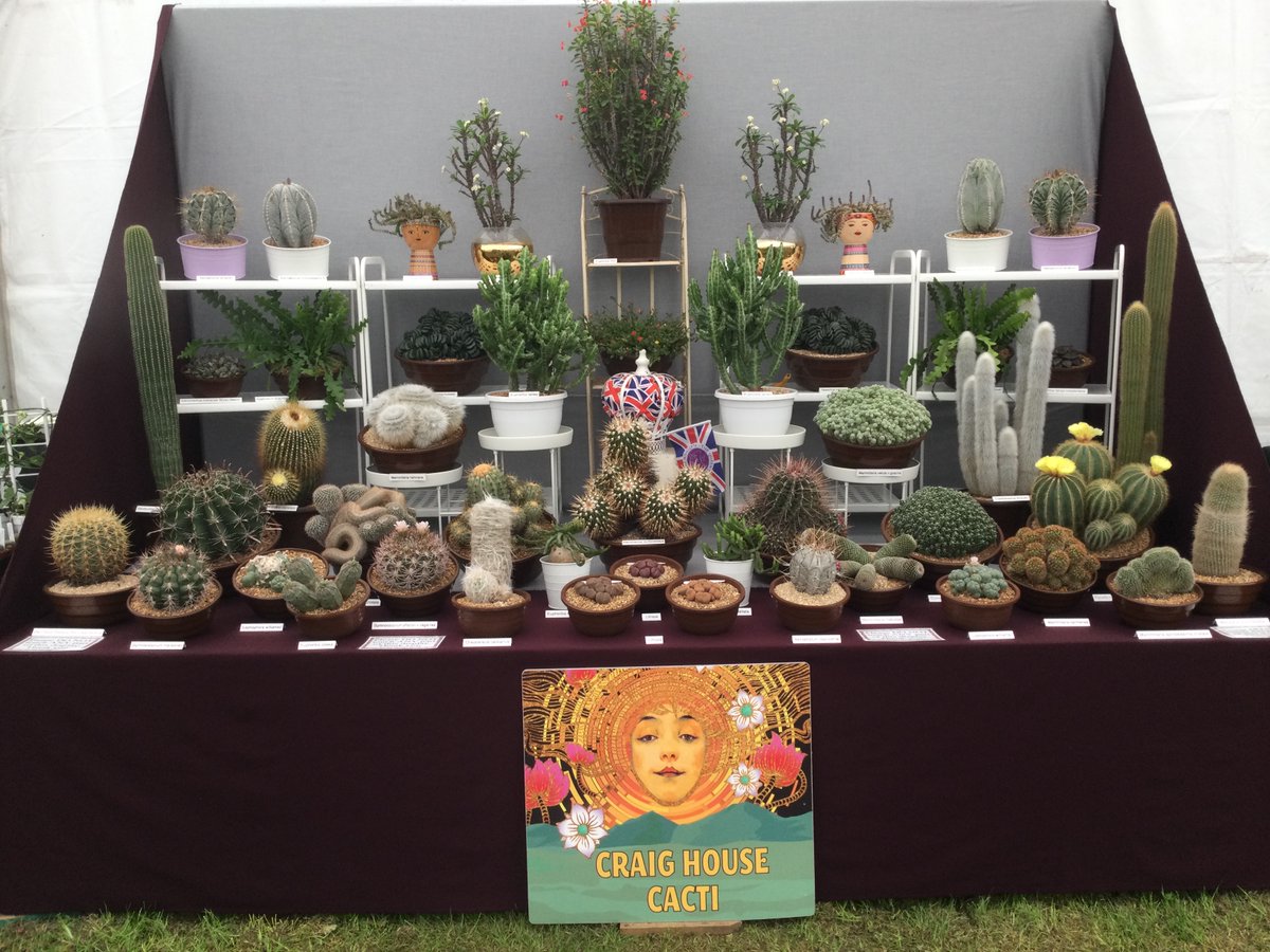 It's Gold at Chorley Flower Show.
Come and say hello to the #cactuscouple in the floral marquee #cacti #succulents chorleyflowershow.com 
#100masters #bcss #chorleyflowershow