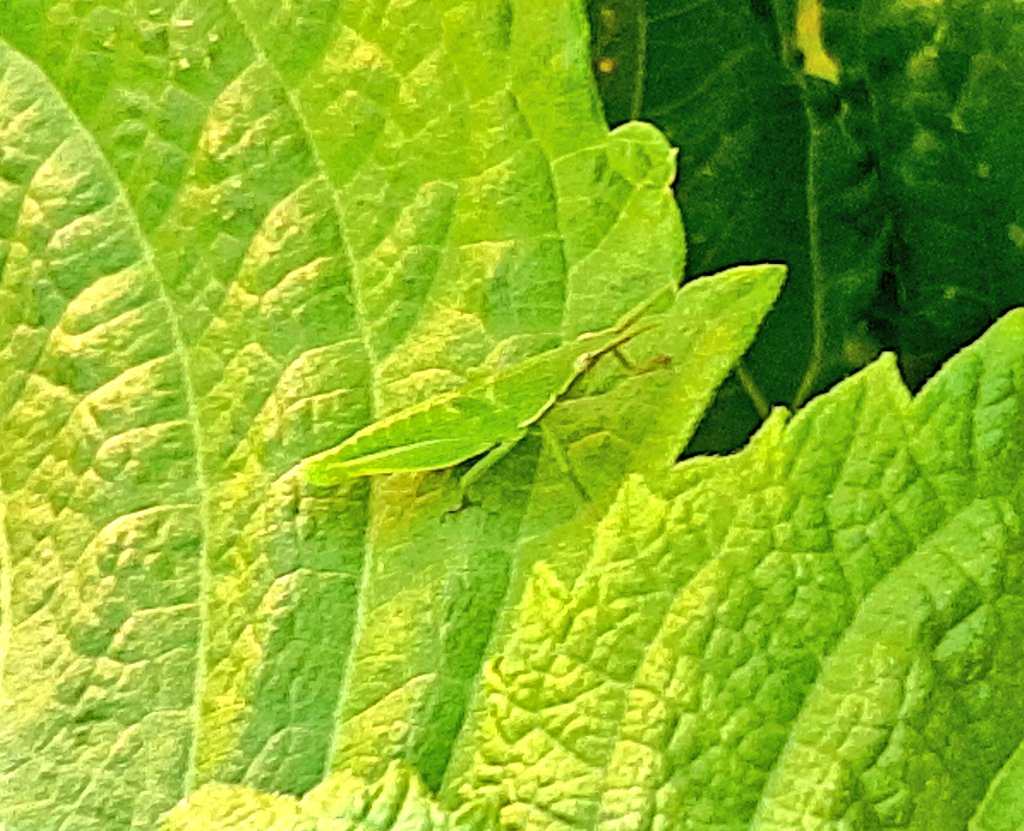 夕暮れの収穫です😊