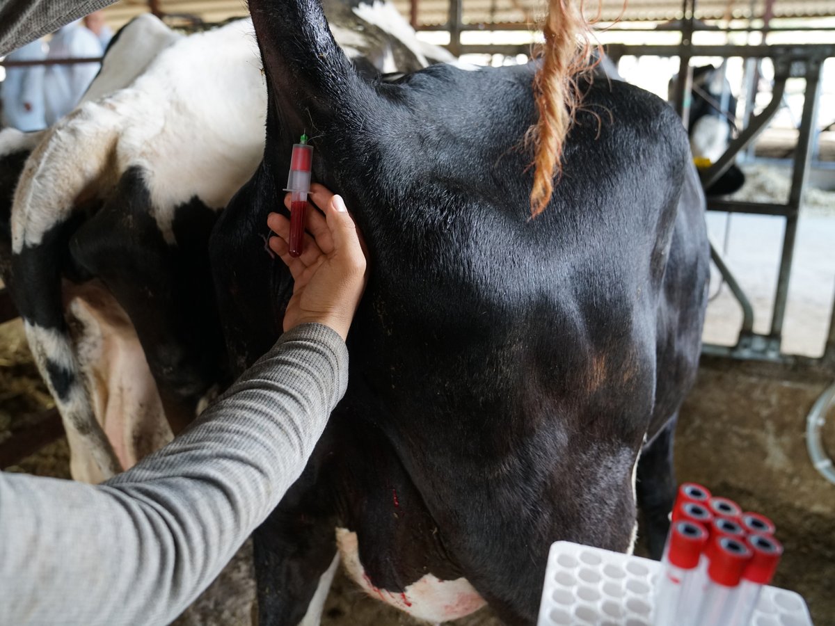 magtivio's tweet photo. Want to improve your #genetictesting results in #livestock management? Read our latest #application of the MagSi-DNA Animal kit: #dna #extraction from whole blood of farm animals https://t.co/gz9d9uGgc5 https://t.co/QblayGamOg